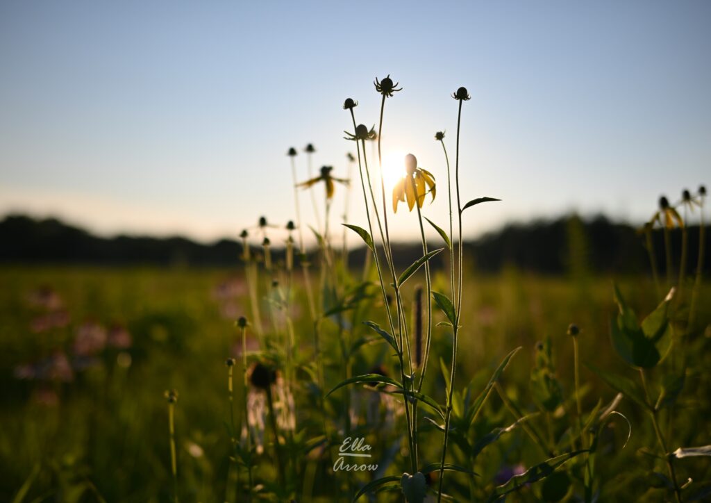 sunlight behind yellow flowers in a meadow at sunset