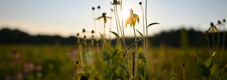 sunlight behind yellow flowers in a meadow at sunset